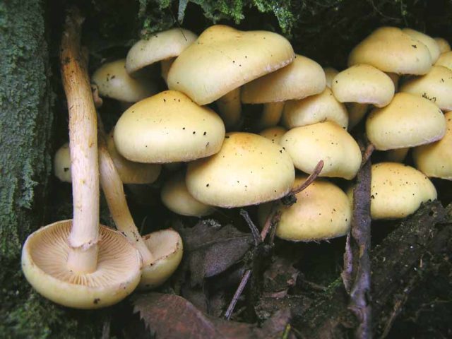 Scale mushroom (foliot): edible or not, photos of false and poisonous species