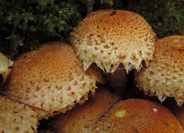 Scale mushroom (foliot): edible or not, photos of false and poisonous species