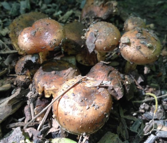 Scale mushroom (foliot): edible or not, photos of false and poisonous species