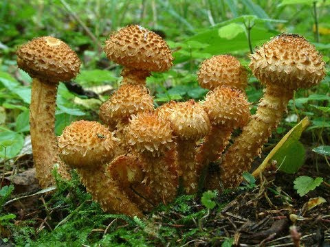 Scale mushroom (foliot): edible or not, photos of false and poisonous species