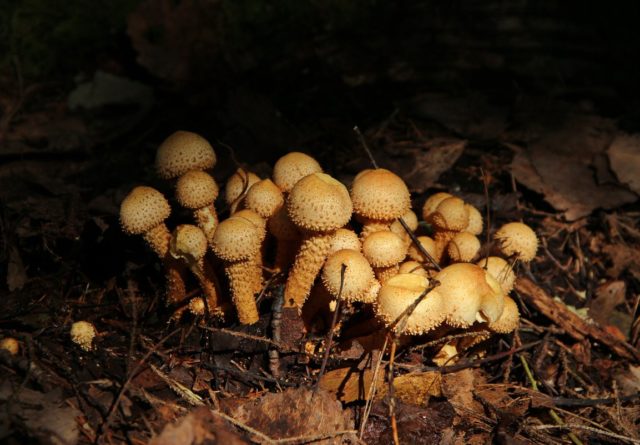 Scale mushroom (foliot): edible or not, photos of false and poisonous species