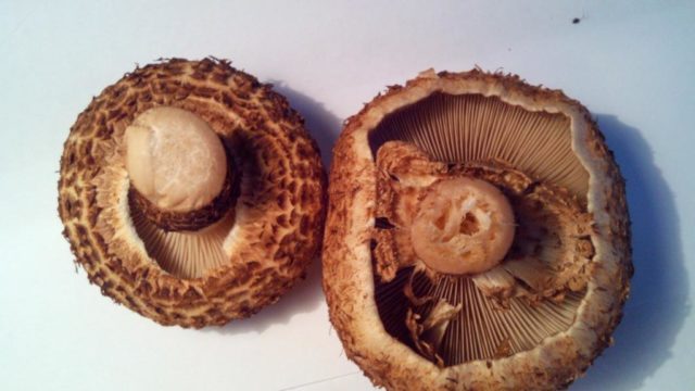 Scale mushroom (foliot): edible or not, photos of false and poisonous species