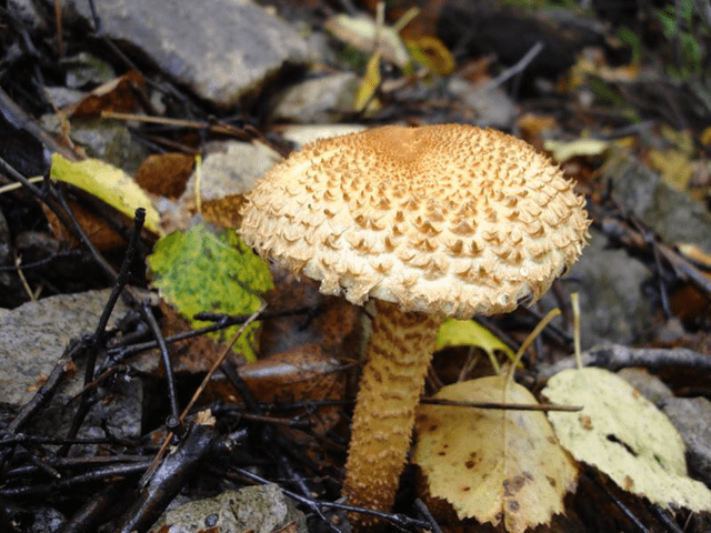 Scale mushroom (foliot): edible or not, photos of false and poisonous species