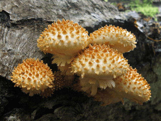 Scale mushroom (foliot): edible or not, photos of false and poisonous species