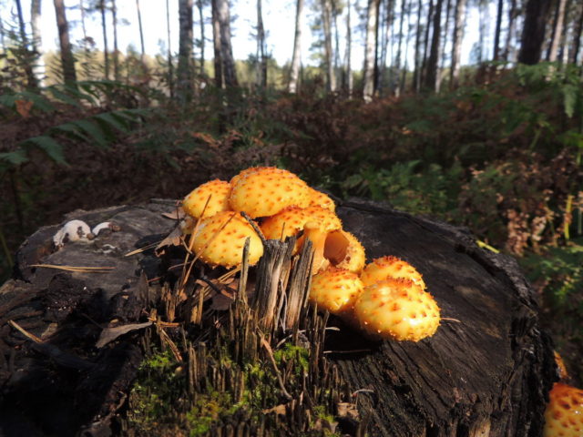 Scale mushroom (foliot): edible or not, photos of false and poisonous species