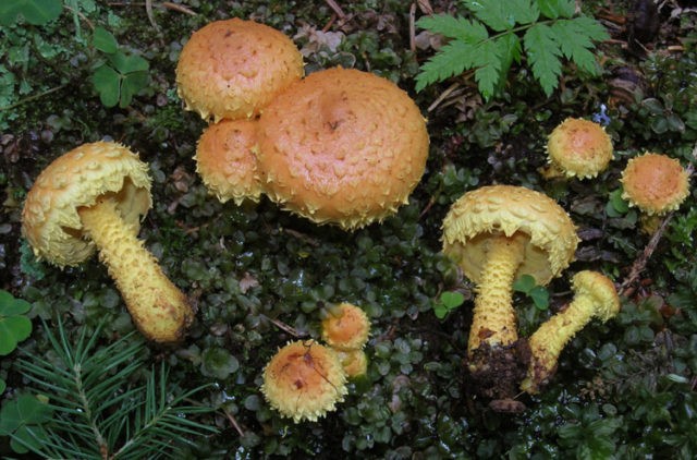 Scale mushroom (foliot): edible or not, photos of false and poisonous species