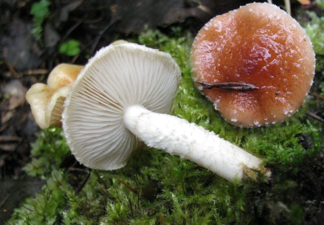 Scale mushroom (foliot): edible or not, photos of false and poisonous species