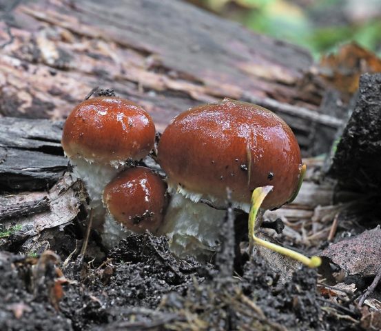 Scale mushroom (foliot): edible or not, photos of false and poisonous species