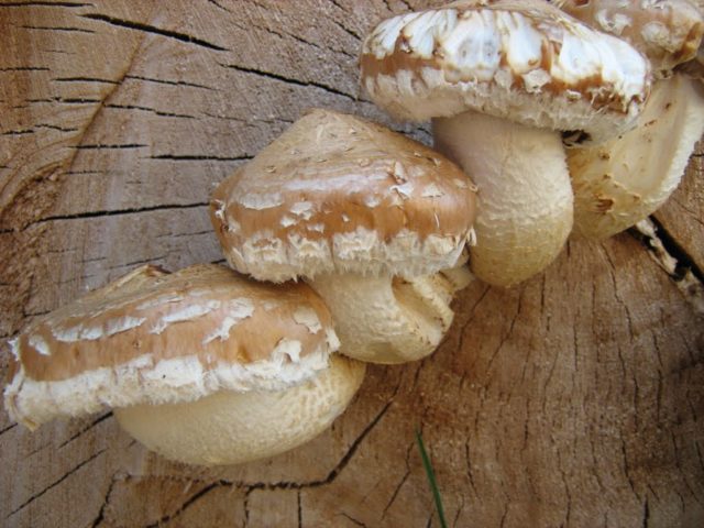 Scale mushroom (foliot): edible or not, photos of false and poisonous species