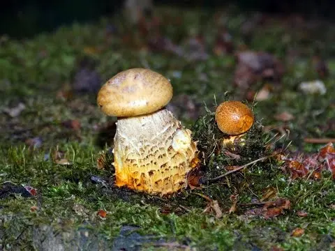 Scaly sawfly (Sleeper mushroom) (Neolentinus lepideus) photo and description