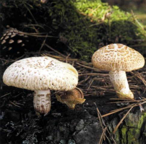 Scaly sawfly (Sleeper mushroom): photo and description