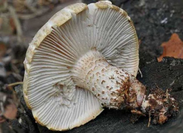 Scaly sawfly (Sleeper mushroom): photo and description