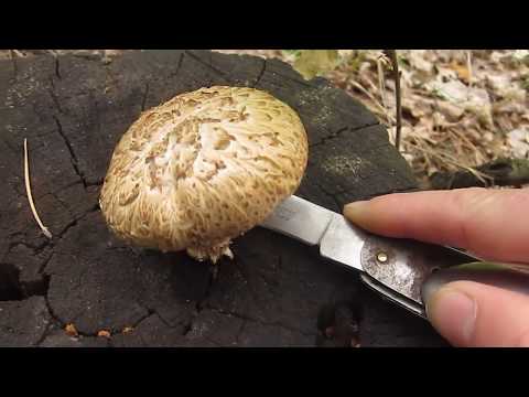 Scaly sawfly (Sleeper mushroom): photo and description