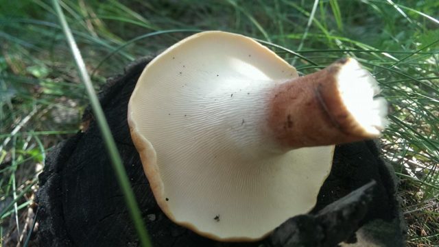 Scaly sawfly (Sleeper mushroom): photo and description