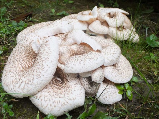 Scaly sawfly (Sleeper mushroom): photo and description