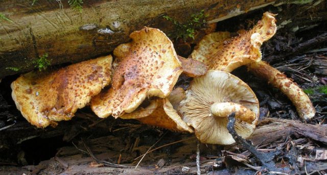 Scaly white-headed (Stropharia white-headed): photo and description