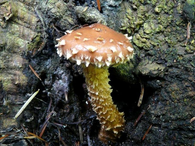 Scaly white-headed (Stropharia white-headed): photo and description