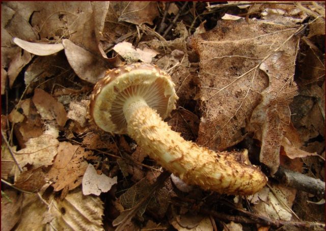 Scaly white-headed (Stropharia white-headed): photo and description