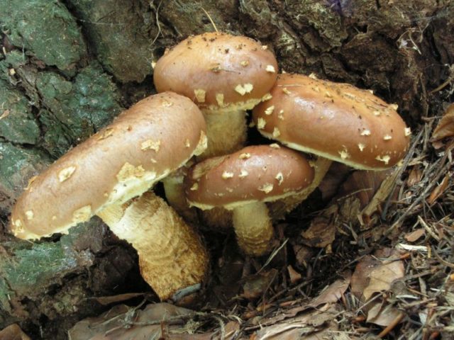 Scaly white-headed (Stropharia white-headed): photo and description