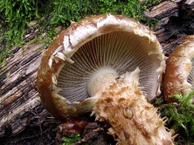 Scaly white-headed (Stropharia white-headed): photo and description