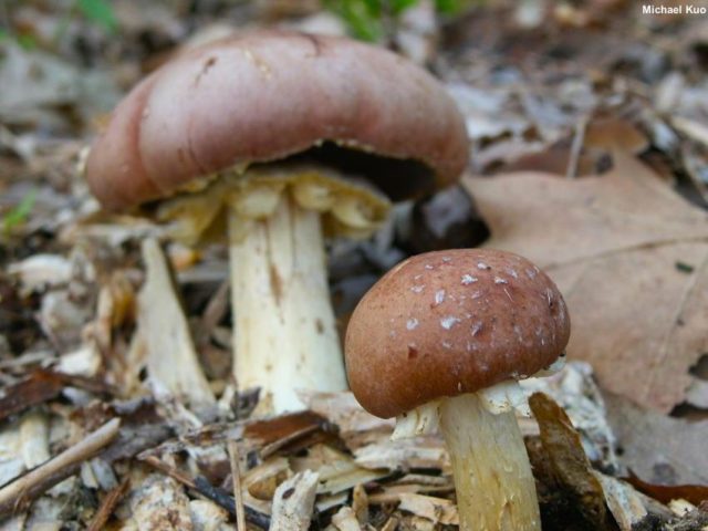 Scaly white-headed (Stropharia white-headed): photo and description