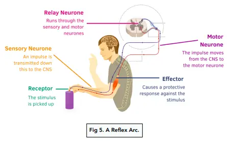 Scheme of the construction of the reflex arc. Types of reflexes