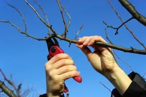 Scheme of the correct pruning of cherries with photos and videos