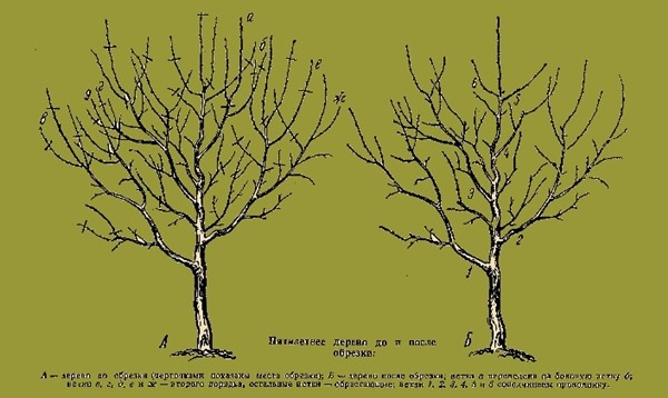 Scheme of the correct pruning of cherries with photos and videos