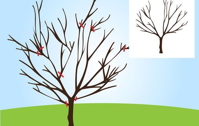 Scheme of the correct pruning of cherries with photos and videos