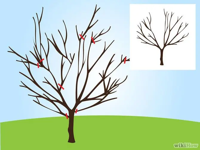 Scheme of the correct pruning of cherries with photos and videos