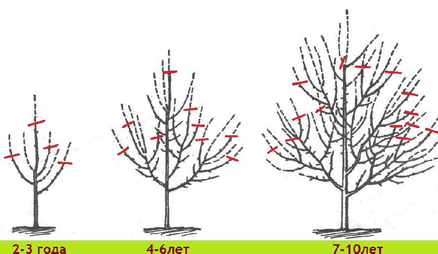 Schemes and timing of pruning apple trees in the fall