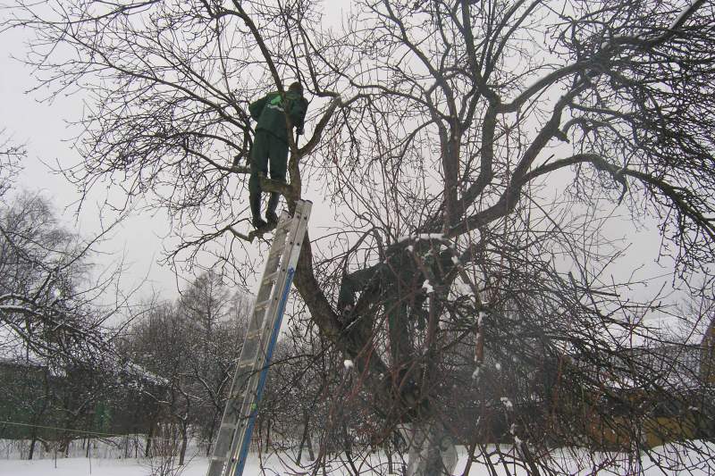 Schemes and timing of pruning apple trees in the fall