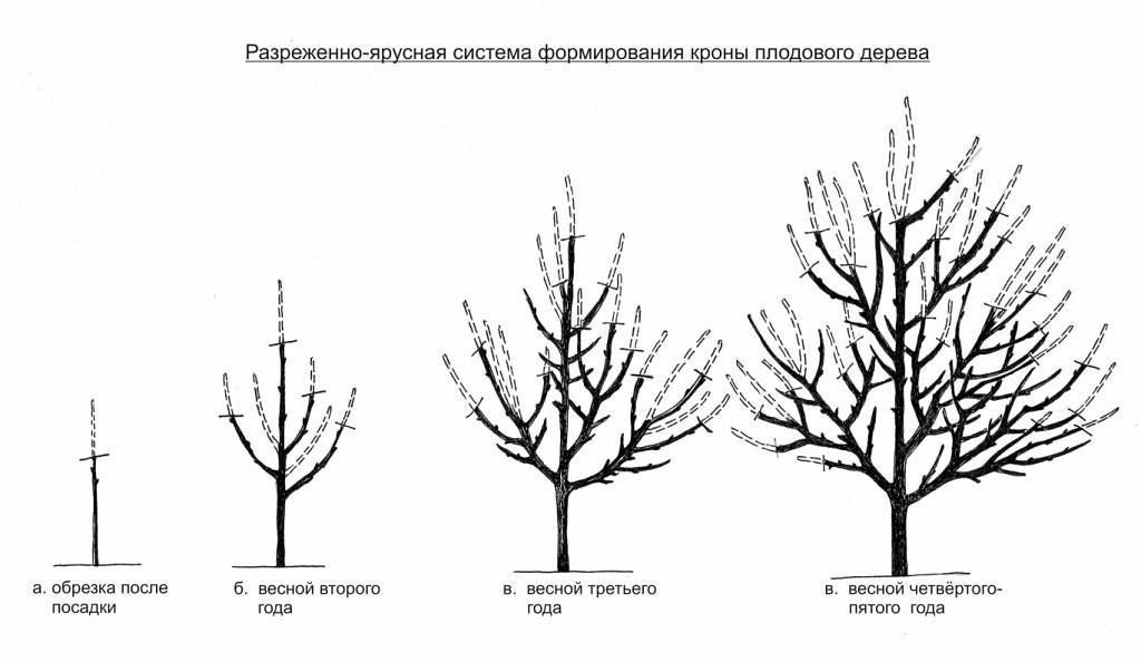 Schemes and timing of pruning apple trees in the fall