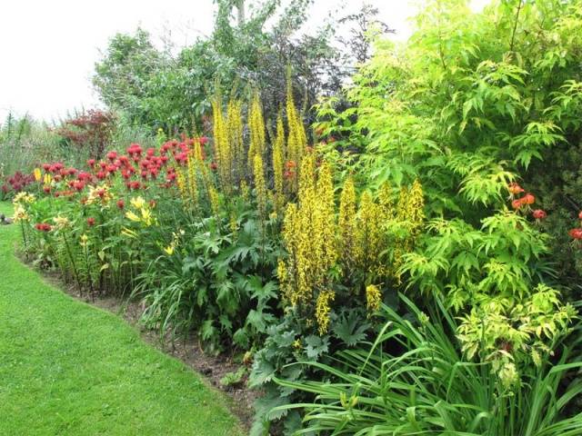 Schemes of flower beds from perennials with a description of flowers