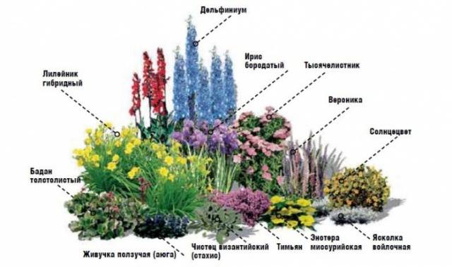 Schemes of flower beds from perennials with a description of flowers