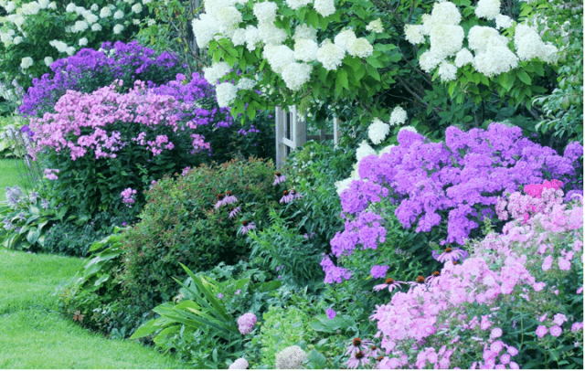 Schemes of flower beds from perennials with a description of flowers