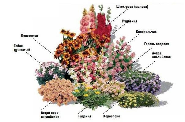 Schemes of flower beds from perennials with a description of flowers