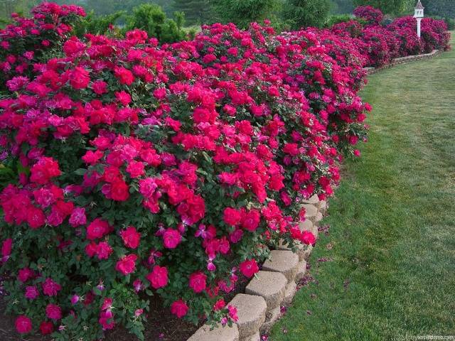 Schemes of flower beds from perennials with a description of flowers