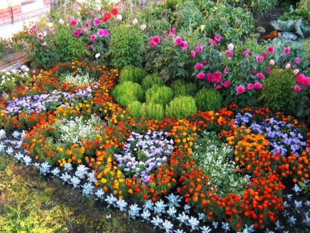 Schemes of flower beds from perennials with a description of flowers