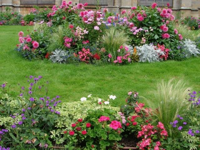 Schemes of flower beds from perennials with a description of flowers