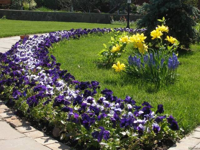 Schemes of flower beds from perennials with a description of flowers