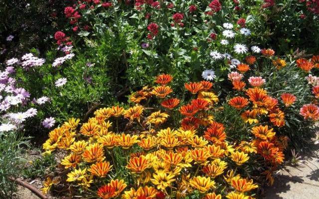 Schemes of flower beds from perennials with a description of flowers