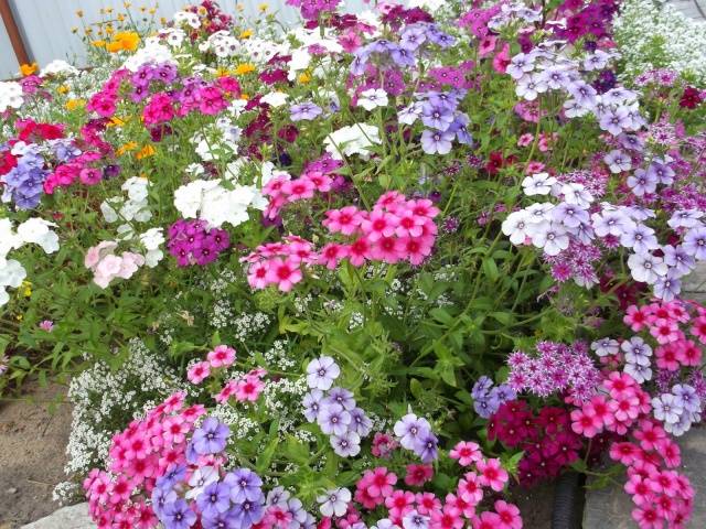 Schemes of flower beds from perennials with a description of flowers