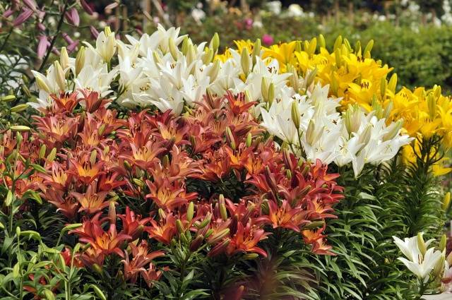 Schemes of flower beds from perennials with a description of flowers