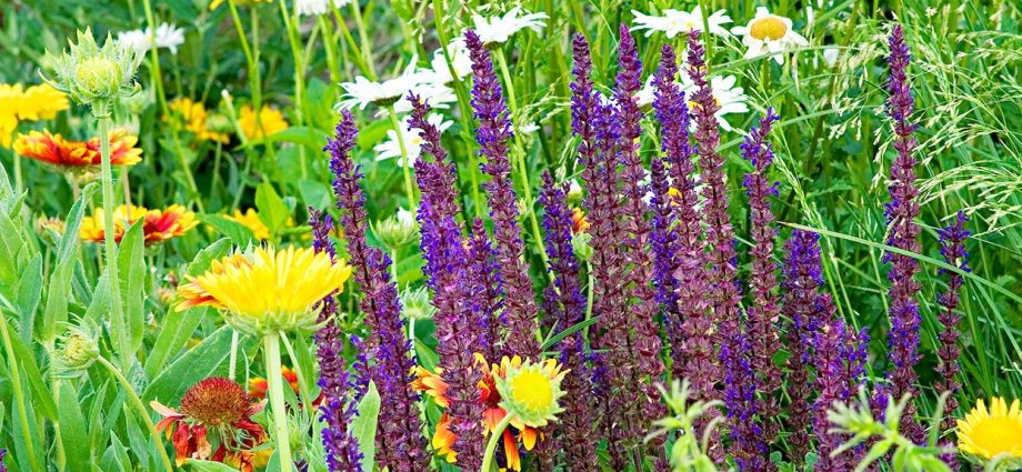 Schemes of flower beds from perennials with a description of flowers