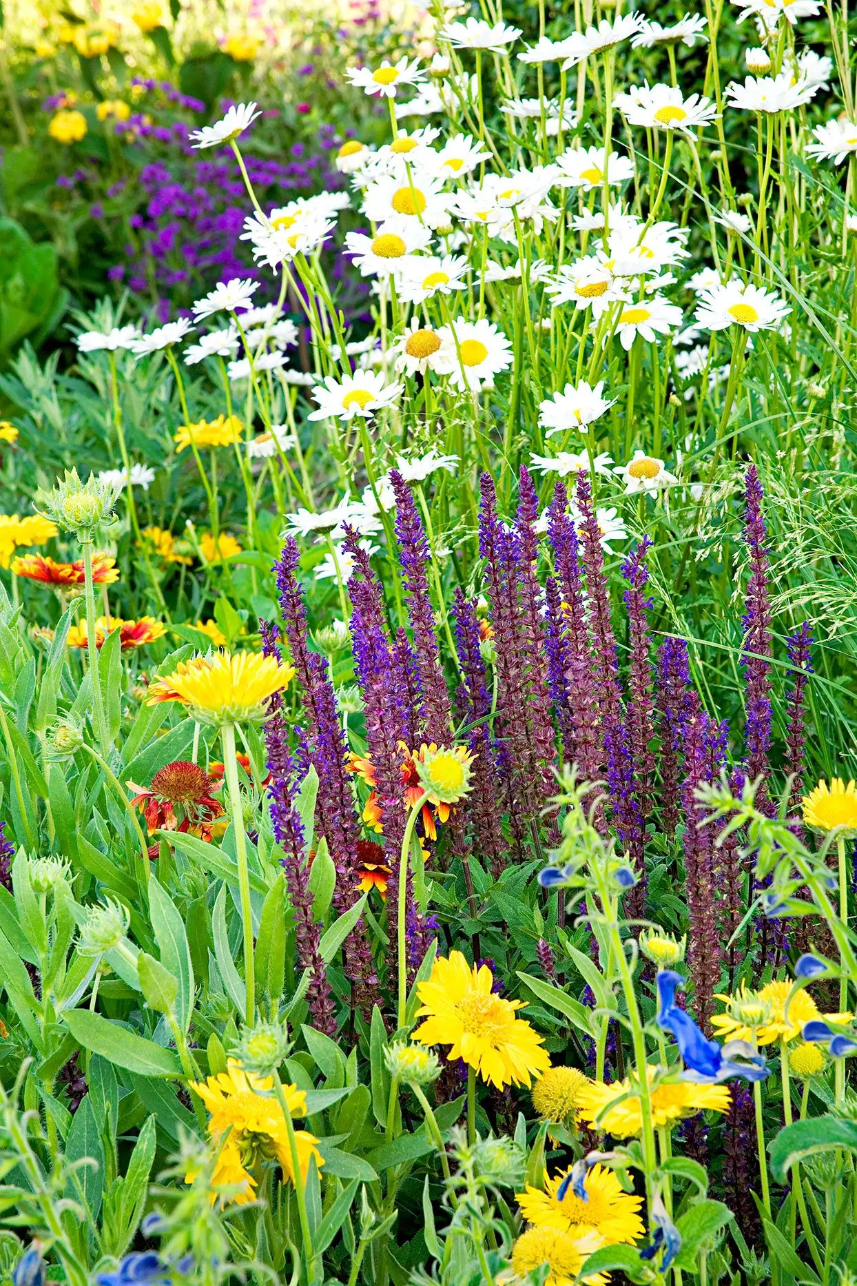 Schemes of flower beds from perennials with a description of flowers