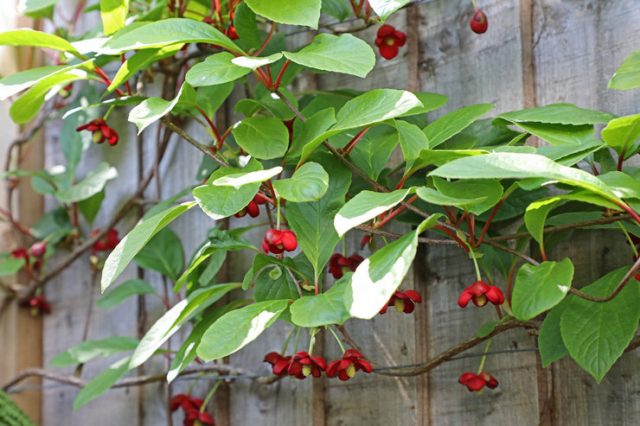 Schisandra chinensis: cultivation and care in Siberia, Moscow region, in the Urals