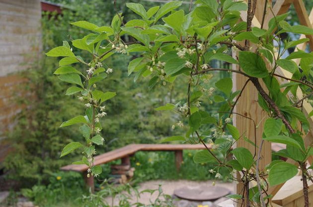 Schisandra chinensis: cultivation and care in Siberia, Moscow region, in the Urals