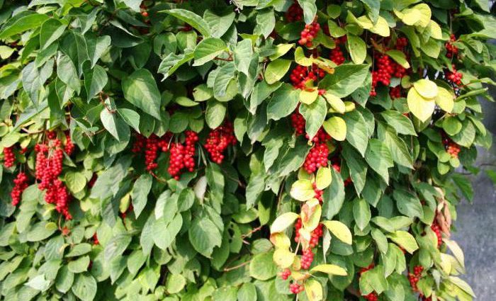 Schisandra chinensis: cultivation and care in Siberia, Moscow region, in the Urals