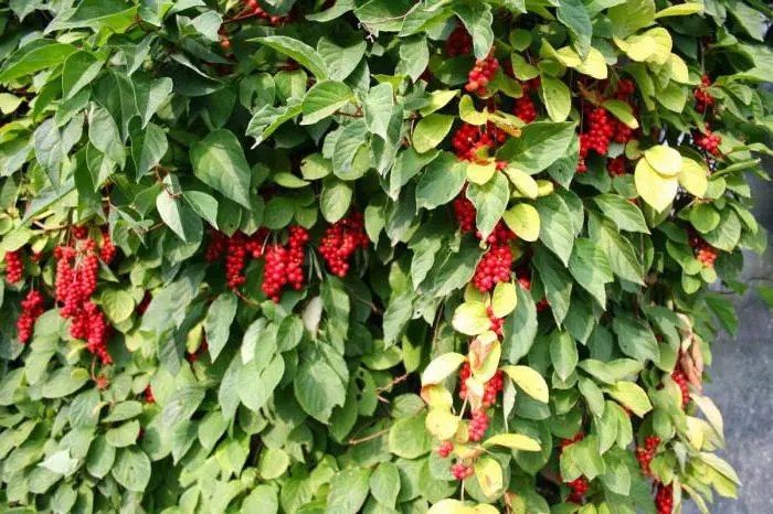 Schisandra chinensis: cultivation and care in Siberia, Moscow region, in the Urals